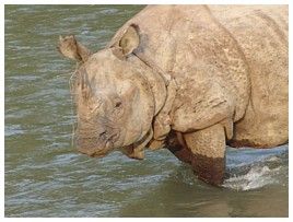 Click for large picture of rhino
