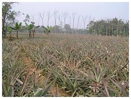 Garo pineapple field