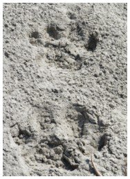 Tiger cub's footprint