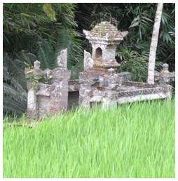 Temple in rice field